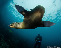 Sea lion in San Cristobal, Galapagos, she loved chewing m... by Elaine Wallace 